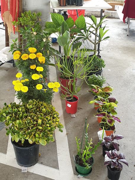 Pot plants